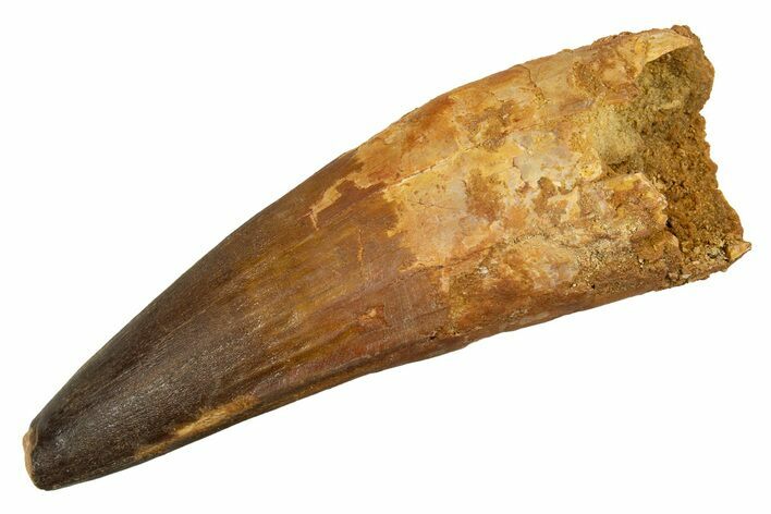 Real Spinosaurus Tooth - Huge Dinosaur Tooth #328037